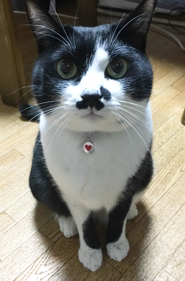 押しかけブチ猫 あなたの白黒さん 白黒さんいらっしゃい