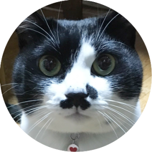 押しかけブチ猫 あなたの白黒さん 白黒さんいらっしゃい 押しかけブチ猫 あなたの白黒さん 白黒さんいらっしゃい